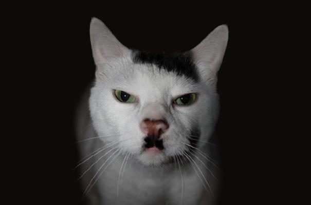 My friend brought a German cat home... The cat doesn't understand what we're saying and keeps giving us a dirty look... any tips?