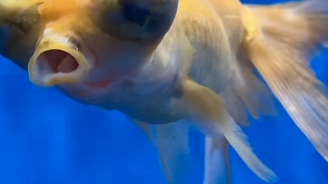 What do you think of this fish?