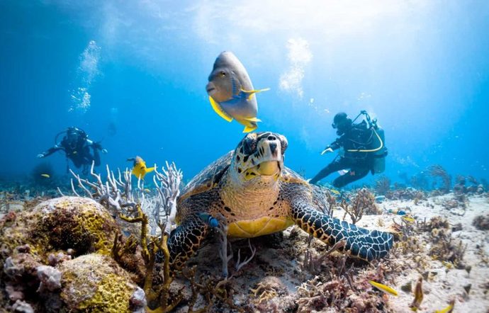 Turtle
