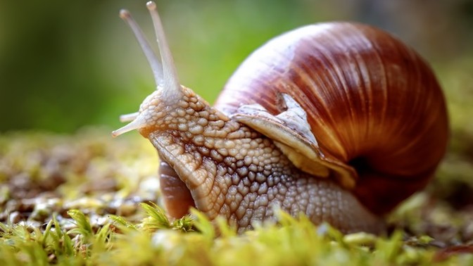 Should we declare war on snails?