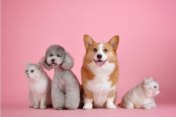 Whats the most common phrase your pet would say if he/she could speak?
