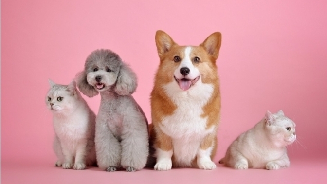 What's the most common phrase your pet would say if he/she could speak?