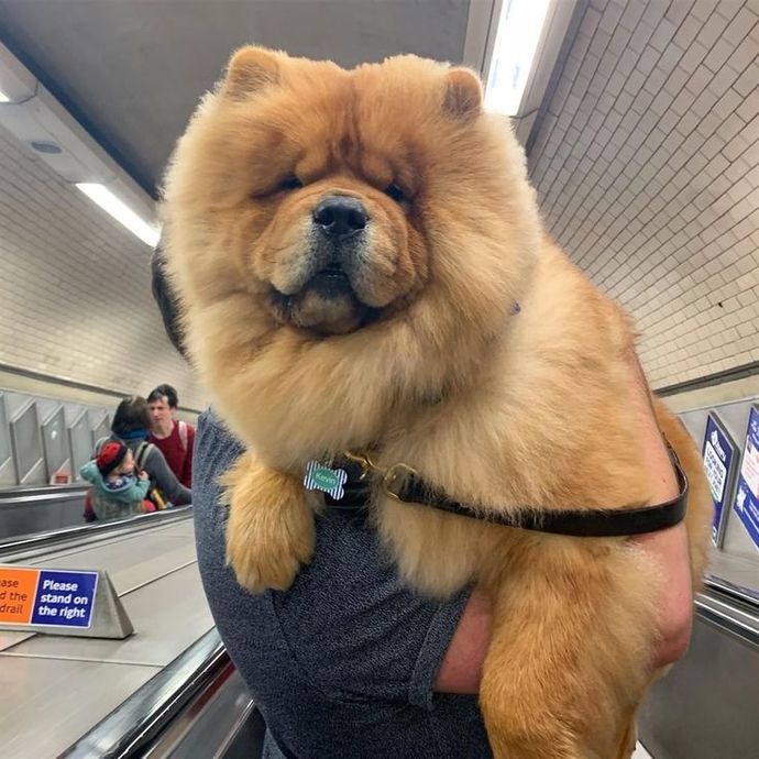 Chow chow