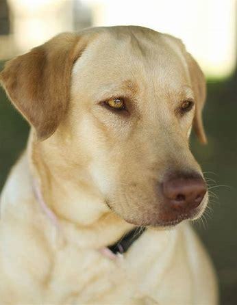 Yellow Labrador Retriever