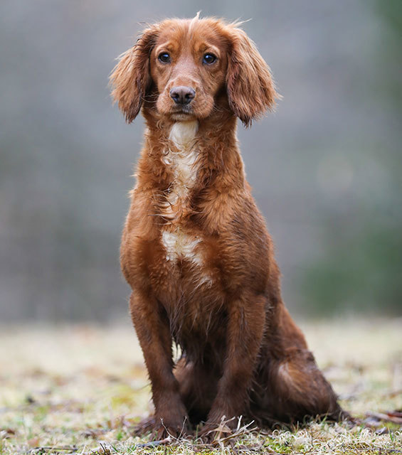 What's your favorite dog breed as a pet?
