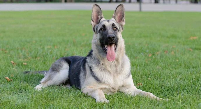 German Shepherd