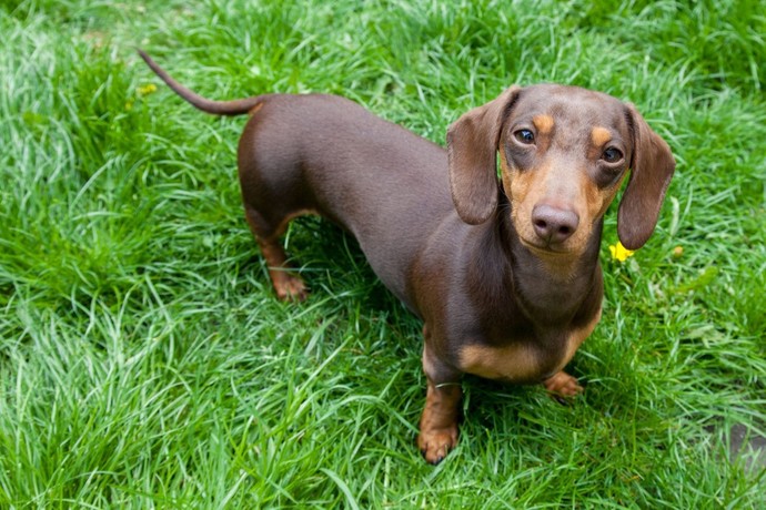What's your favorite dog breed as a pet?