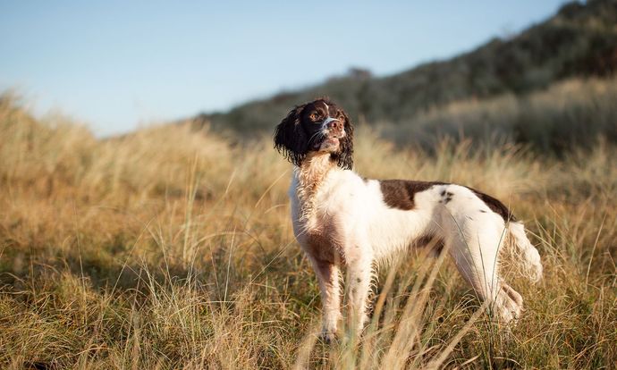What's your favorite dog breed as a pet?