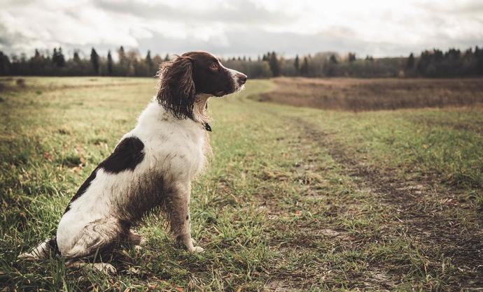 What's your favorite dog breed as a pet?