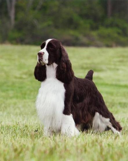 What's your favorite dog breed as a pet?