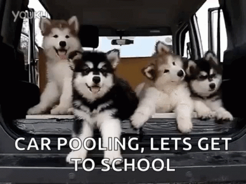 Huskies and Malamutes!
