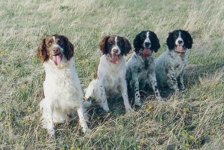 What's your favorite dog breed as a pet?