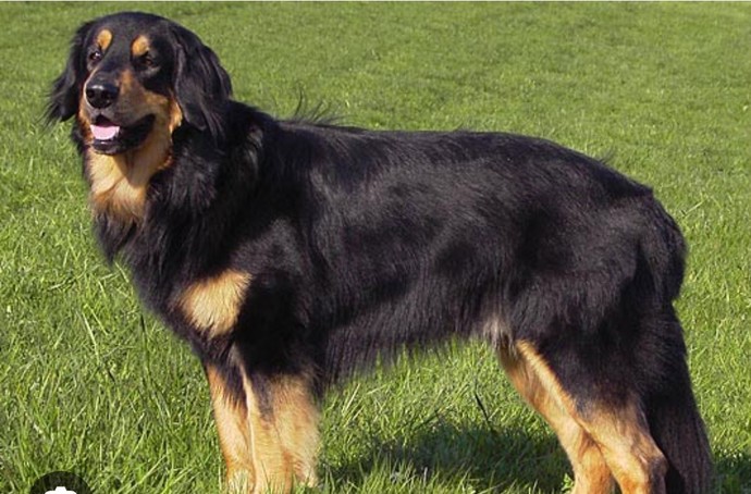 What's your favorite dog breed as a pet?