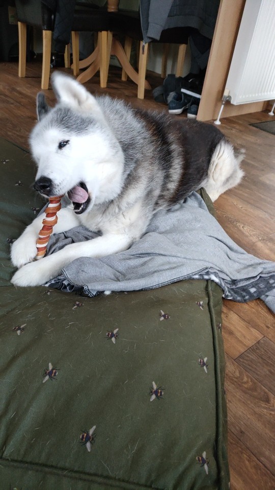 What's your favorite dog breed as a pet?