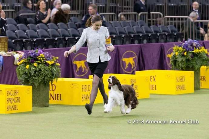 What's your favorite dog breed as a pet?
