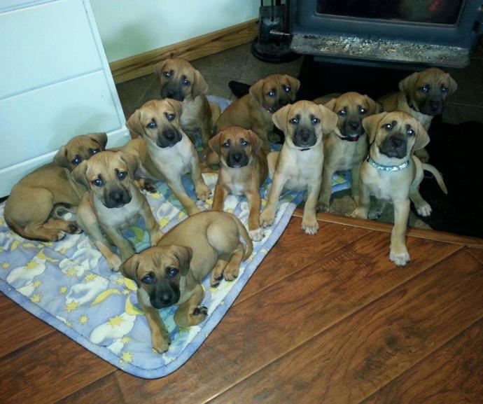 What's your favorite dog breed as a pet?