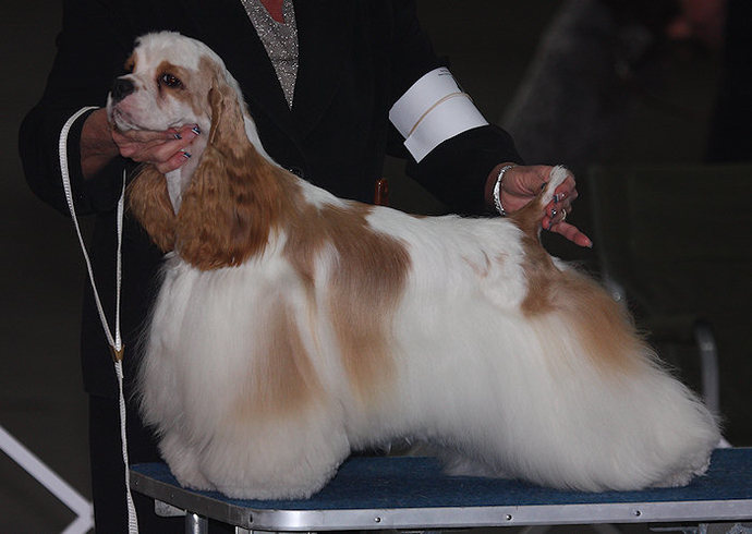 What's your favorite dog breed as a pet?