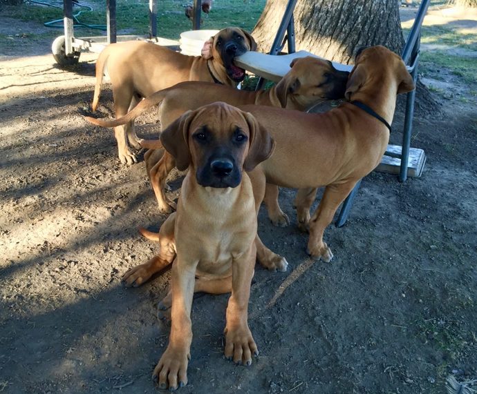 What's your favorite dog breed as a pet?