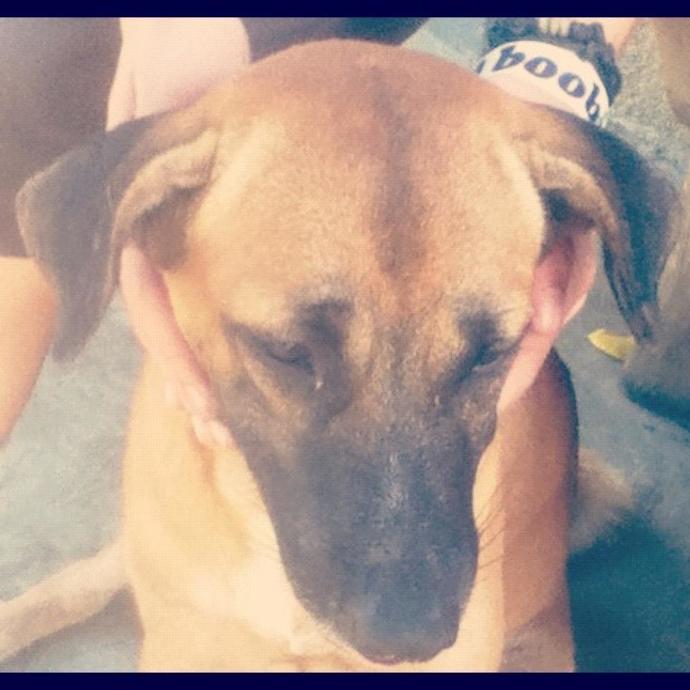 What's your favorite dog breed as a pet?