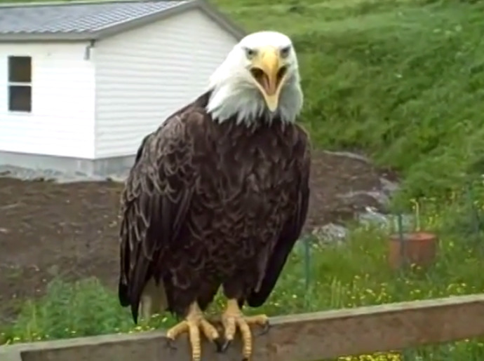 What would YOU do if you were visited by a bald Eagle perching on your property?
