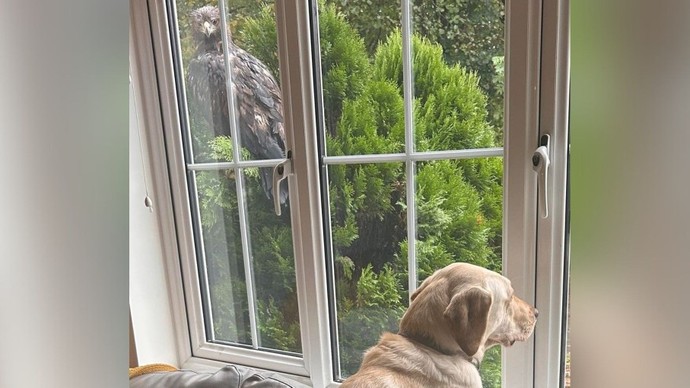 What would YOU do if you were visited by a bald Eagle perching on your property?