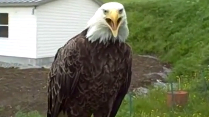 What would YOU do if you were visited by a bald Eagle perching on your property?