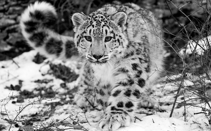Whats your favourite wild animal?