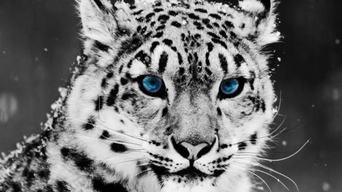 Whats your favourite wild animal?