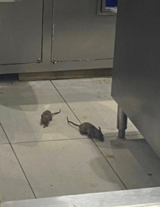 As long its not infested will you keep eating at a restaurant if they have or you spot a rat in there, why, why not?