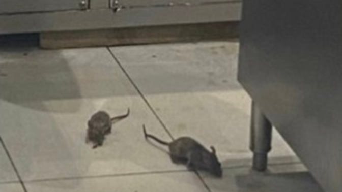 As long its not infested will you keep eating at a restaurant if they have or you spot a rat in there, why, why not?
