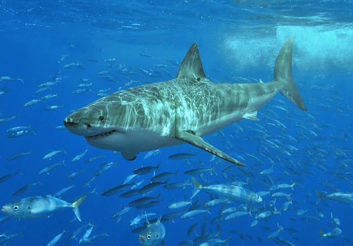 Would go cage diving with great white sharks?