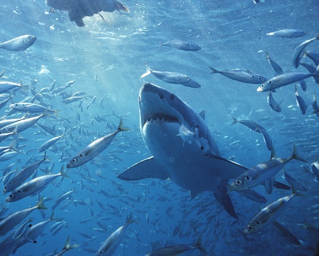 Would go cage diving with great white sharks?