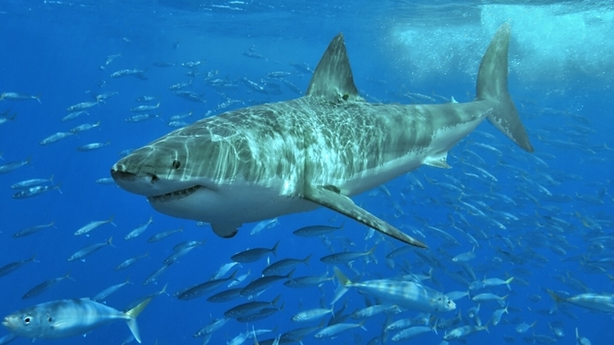Would go cage diving with great white sharks?