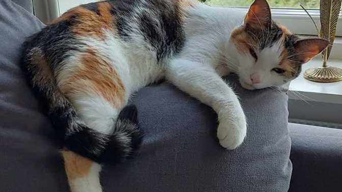 My mother's outdoor-access cat has been missing for three days now due to dog scare?