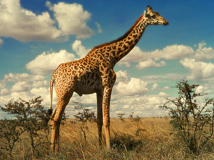 Should endangered animals be turned into farm animals (if they are able to be domesticated) to keep the species alive?