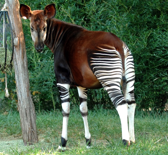 Okapi