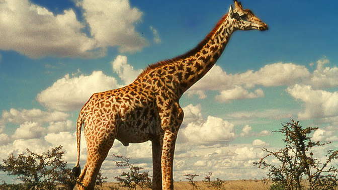 Should endangered animals be turned into farm animals (if they are able to be domesticated) to keep the species alive?