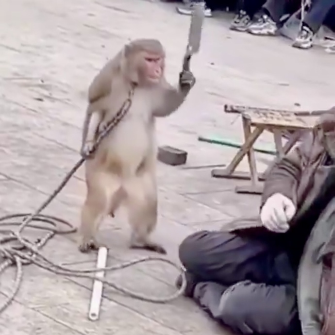 What do you think of this monkey? What is this monkey doing?