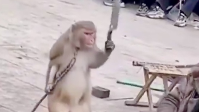 What do you think of this monkey? What is this monkey doing?