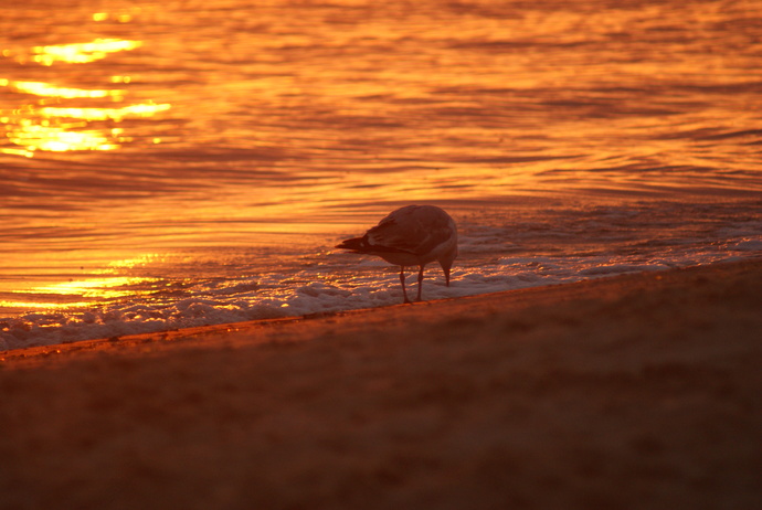 seagull on the beach