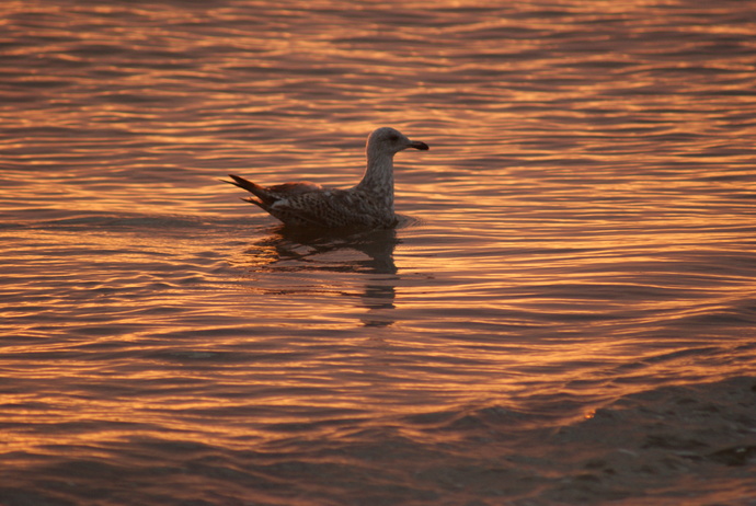 swimming seagull