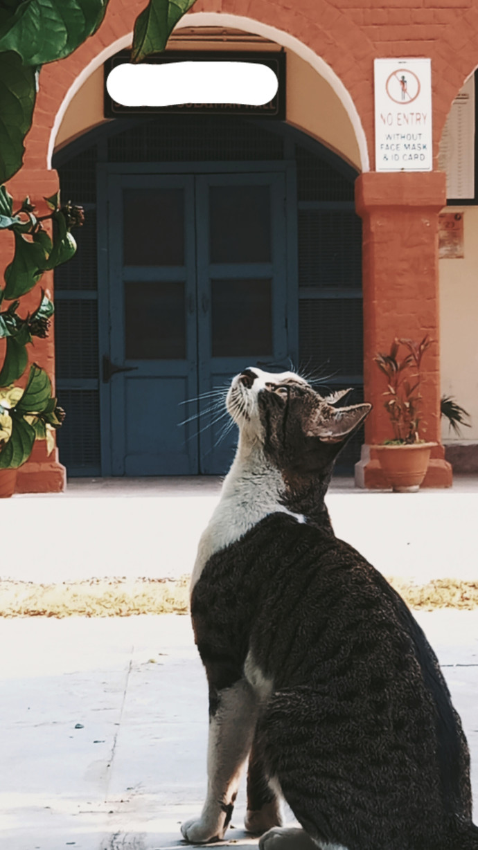 Are you a cat person, dog person or neither?