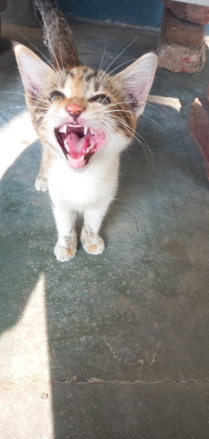 Are you a cat person, dog person or neither?