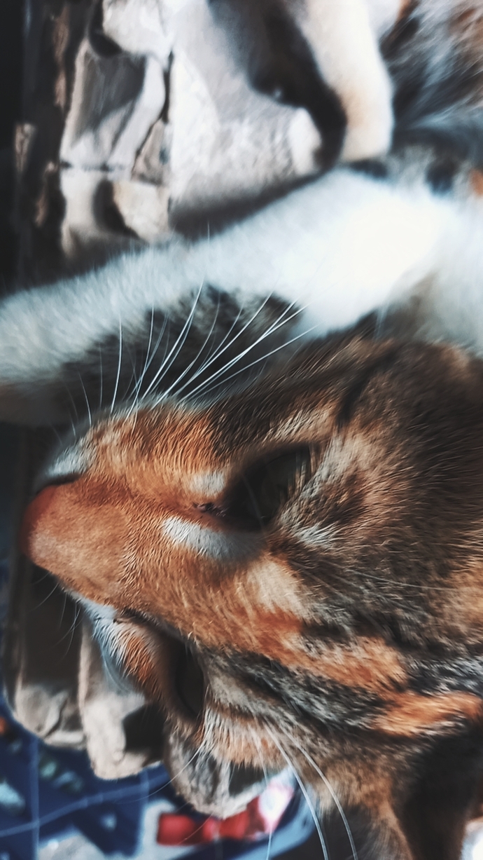 Are you a cat person, dog person or neither?