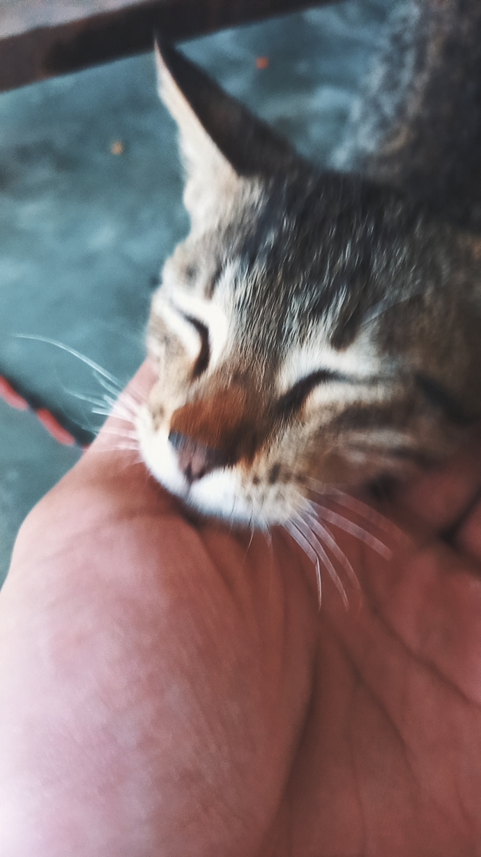 Are you a cat person, dog person or neither?