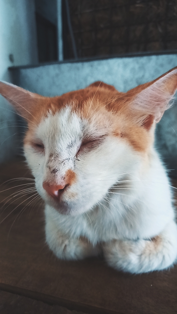 Are you a cat person, dog person or neither?