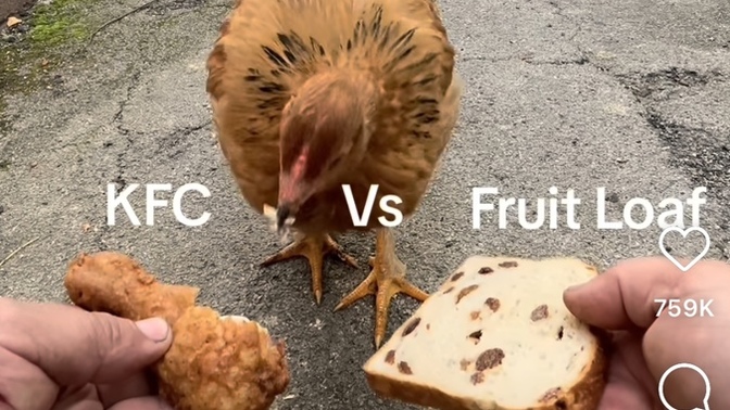 What would you do if you saw a chicken eating KFC?