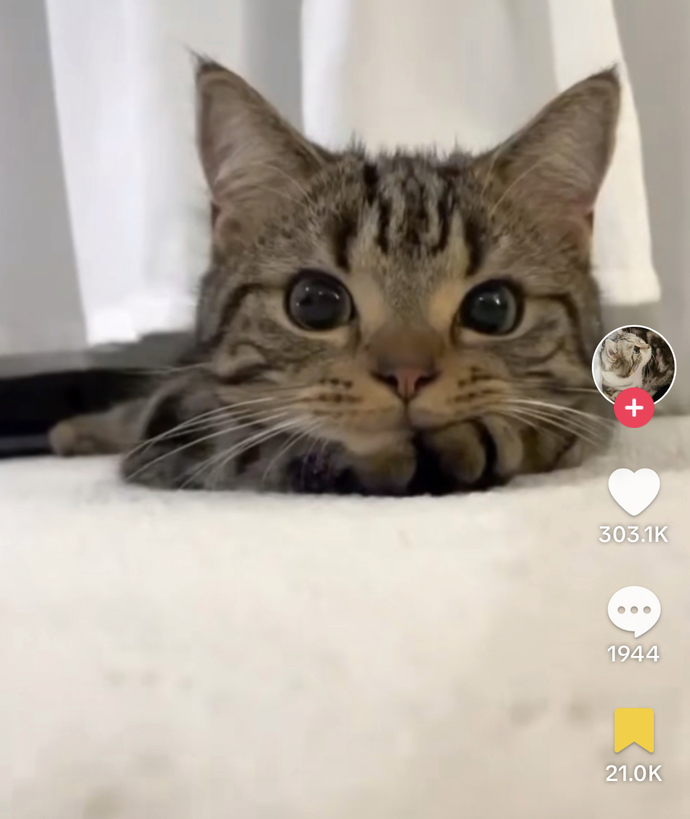 Would you describe this cat as ugly?