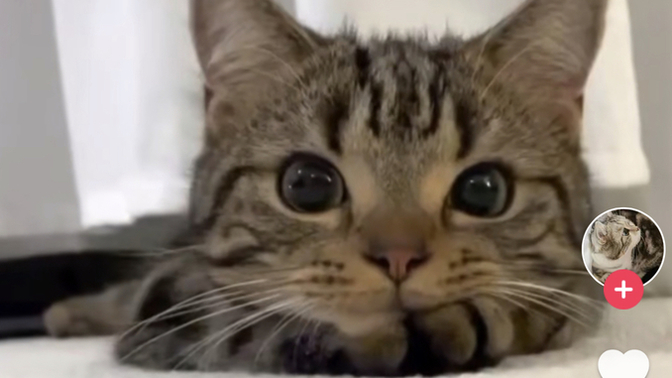 Would you describe this cat as ugly?