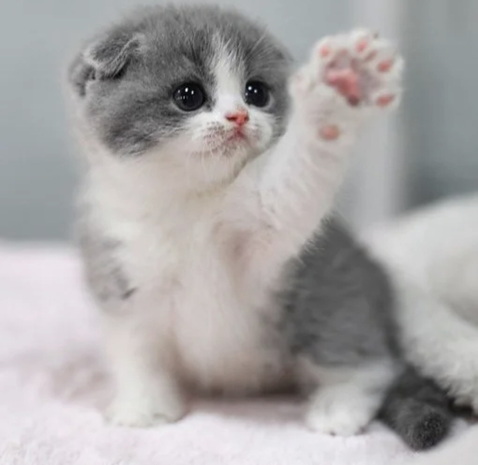 So cats... do we hate them or like them?